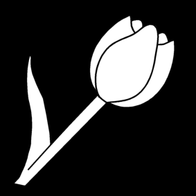 tulipán.jpg